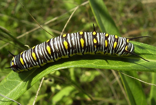 Yellow, black and white caterpillar on green leaf