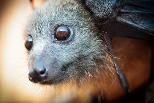 Support & Join Centennial Parklands - Bat Surveying - Centennial Parklands