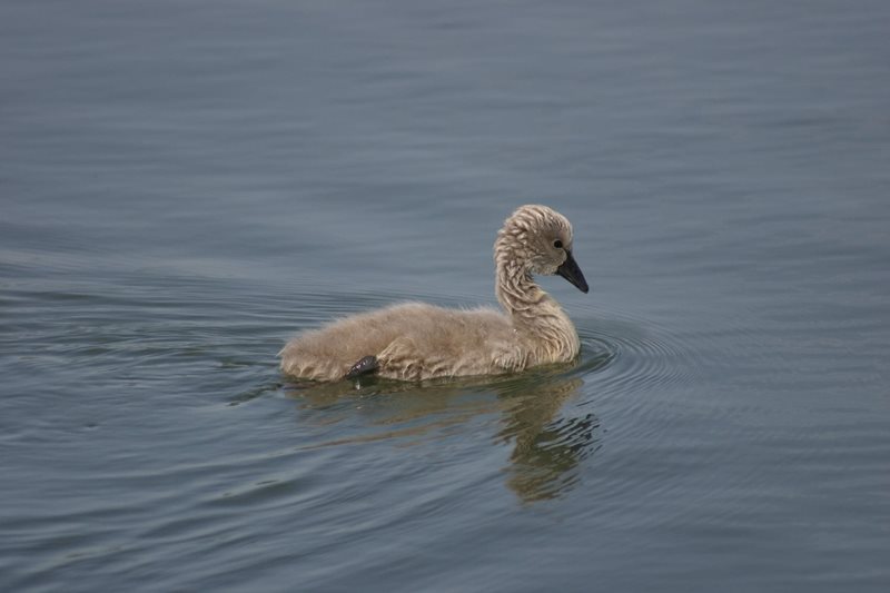 Black_Swan_juv by Trevor Waller.JPG
