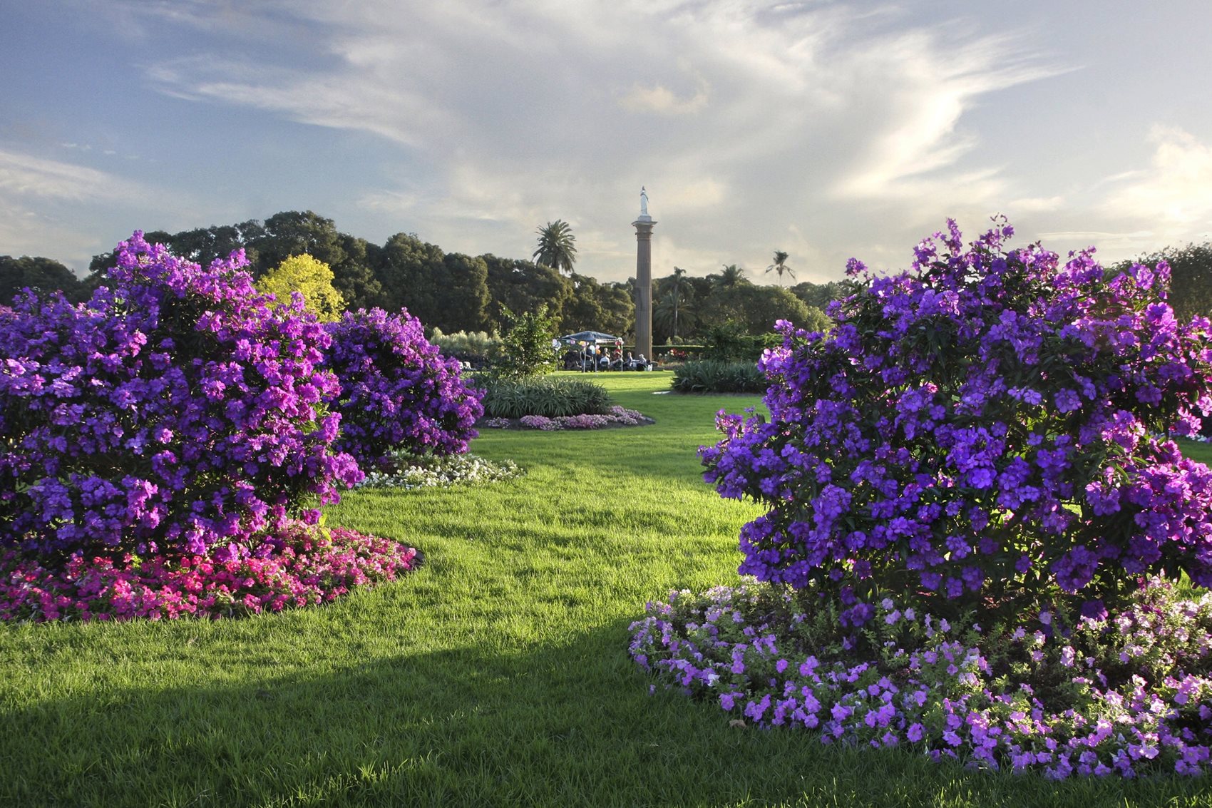 Flower in bloom in the Centennial Parklands Column Garden