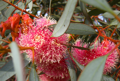 Pink gum blossoms