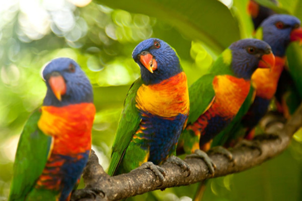 four rainbow lorikeets in a tree