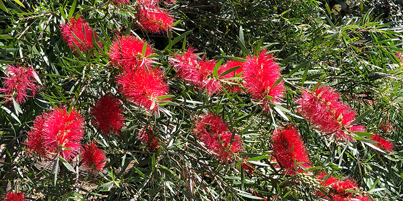 callistemon, centennial park, sydney