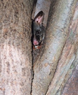 Possum in a tree