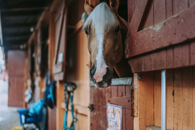 equestrian centre, centennial park