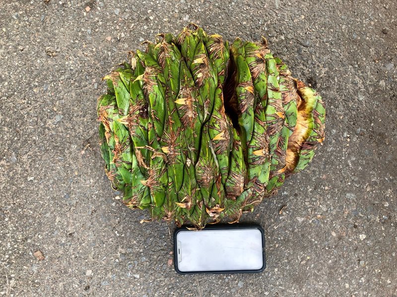 bunya pine cone, centennial park