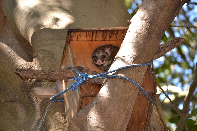 possum at centennial park