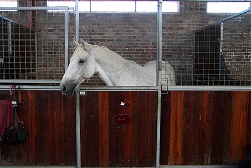 The Centennial Parklands Equestrian Centre Stable Your Horse Centennial Parklands