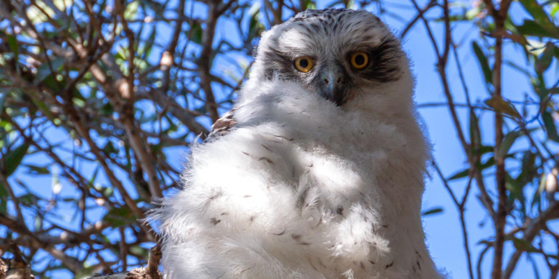 powerful owl, sydney, wildlife, centennial park