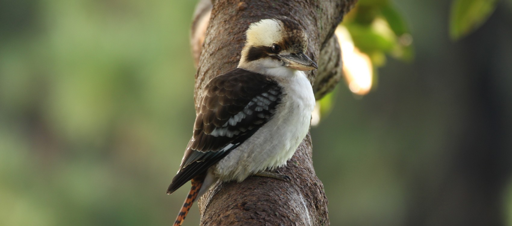 Stories - Baby birds at the Parklands - Centennial Parklands