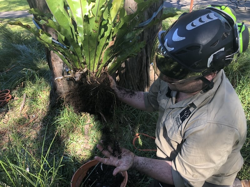 Peter Butler, Senior Arborist