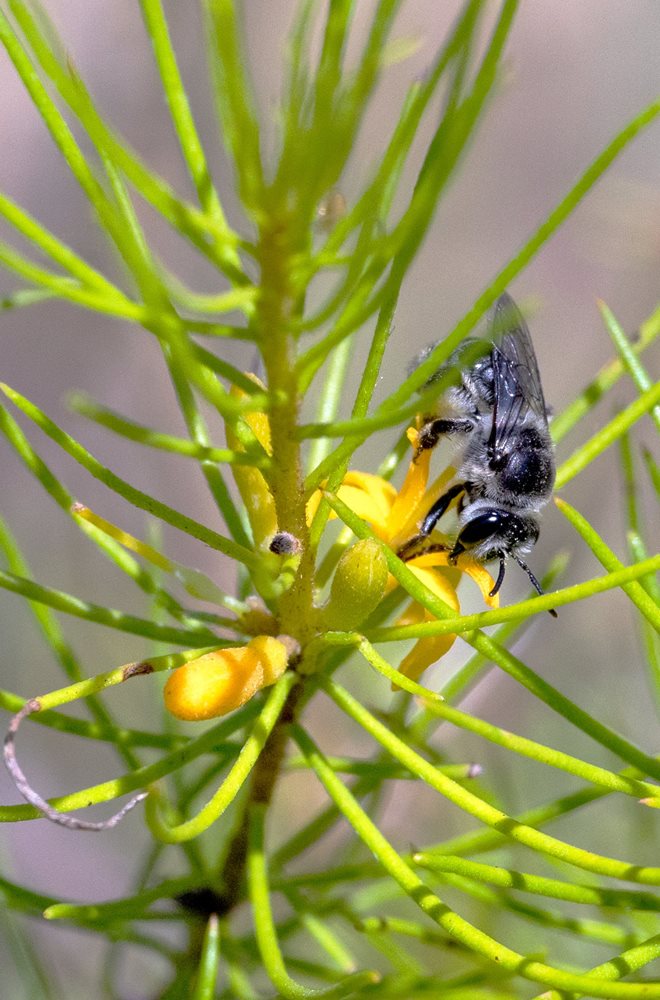 Native stingless bee on a Persoonia
