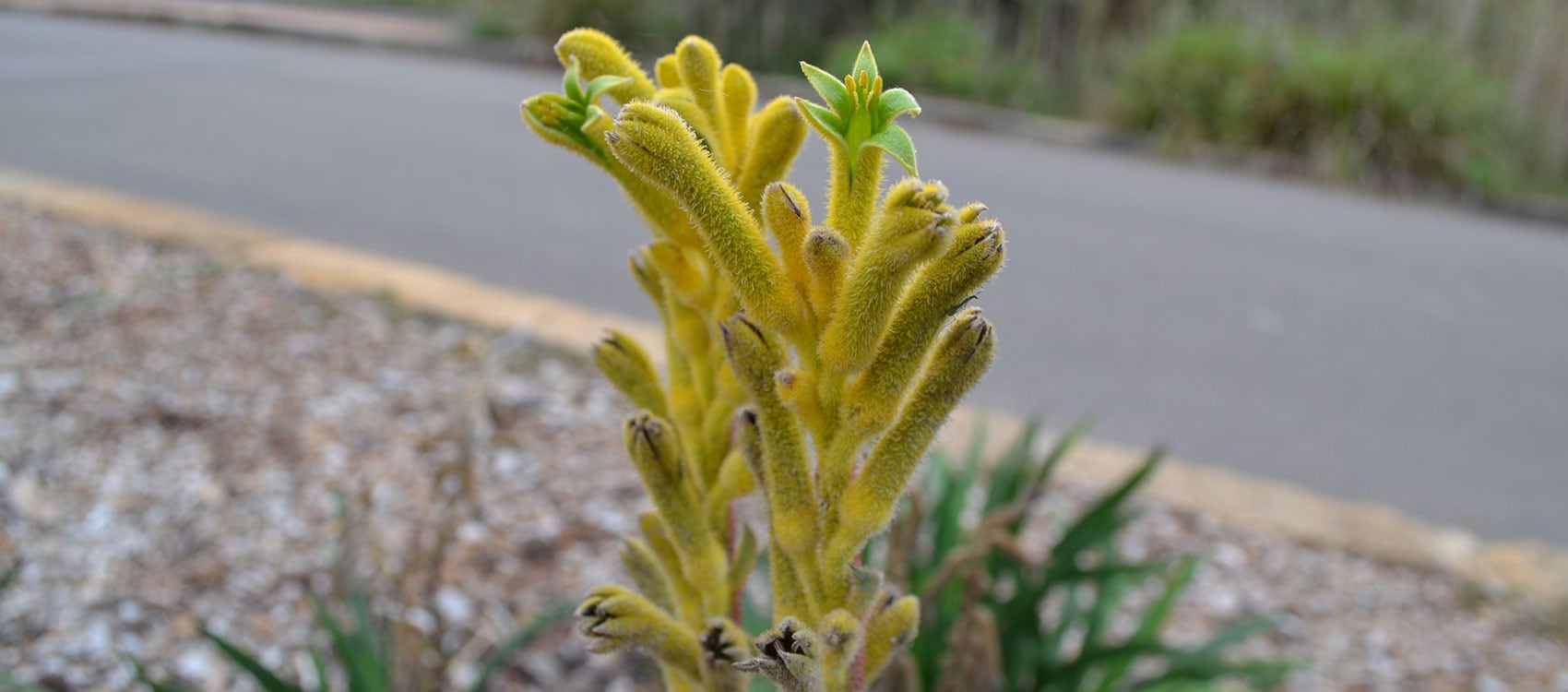 komme ud for Under ~ Koncentration Visit - Centennial Parklands - Kangaroo Paw - Centennial Parklands