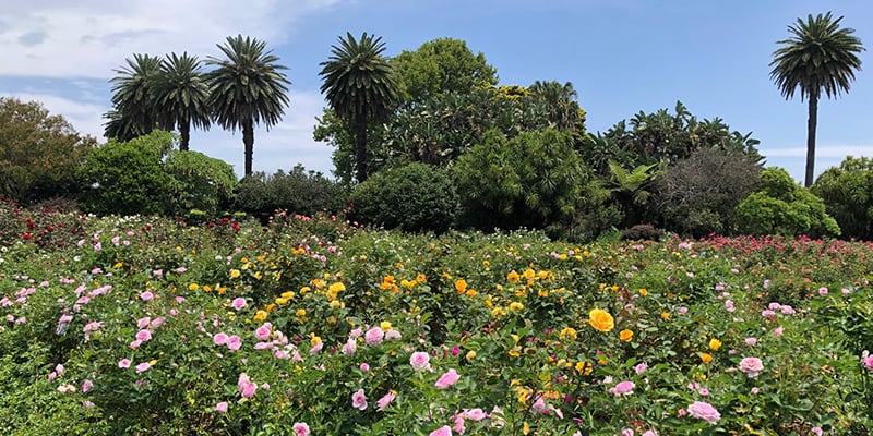 centennial park, horticulture, summer gardening, sydney