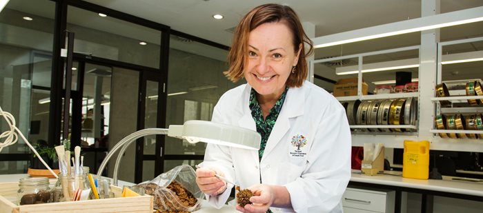 Doctor Cathy Offord in a white lab coat, researching a Wollemi cone in a laboratory. 
