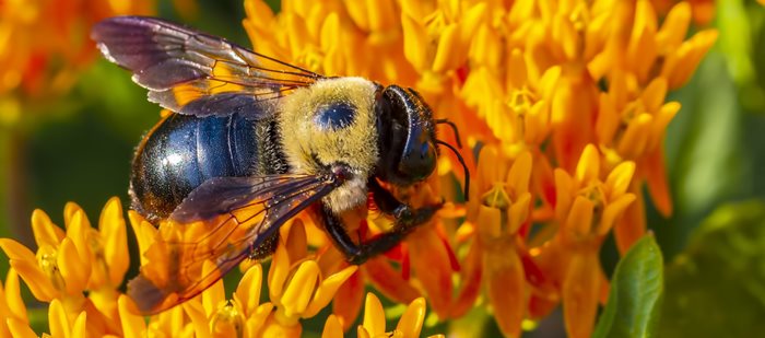 Honey bee on orange flower