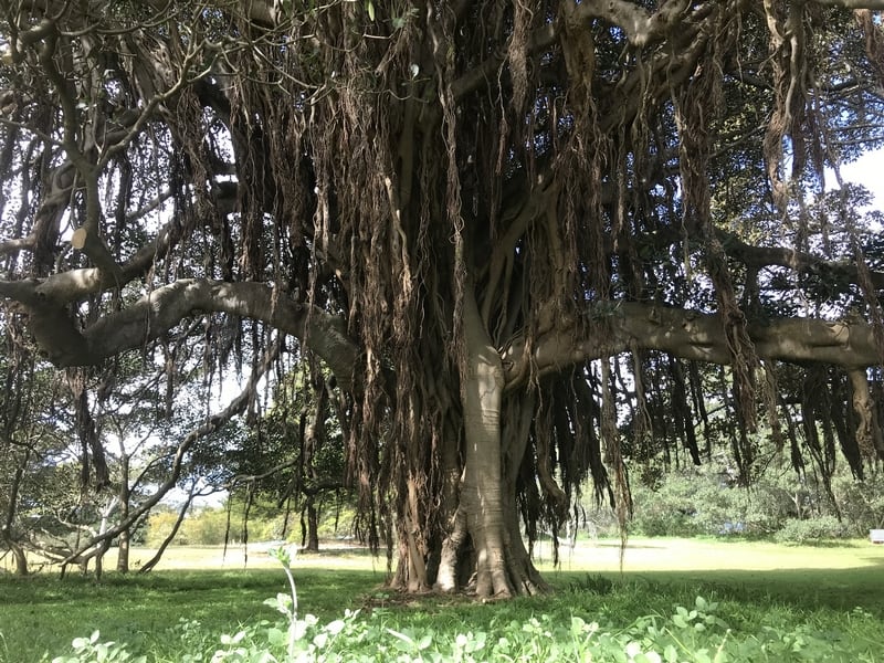 Port Jackson Fig