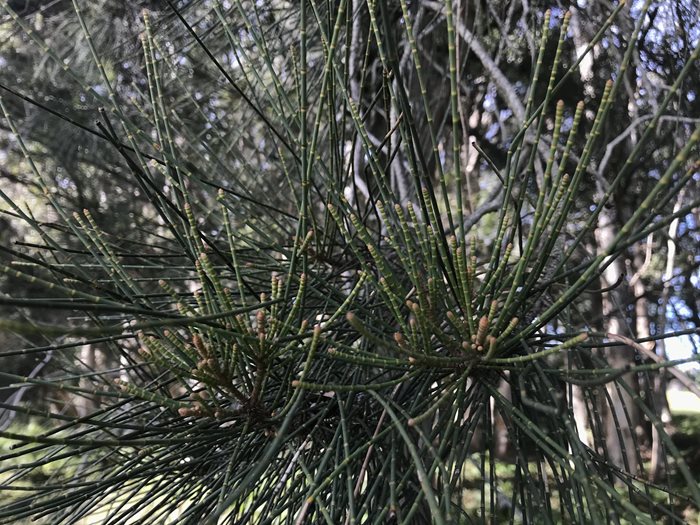 Green needle like leaves