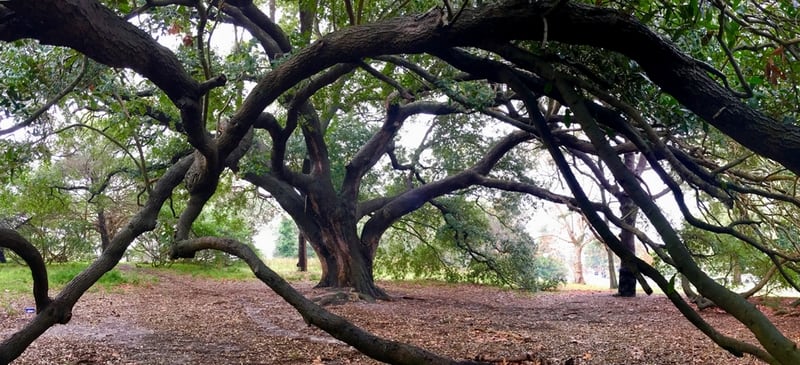 Quercus virginiana, Southern live oak