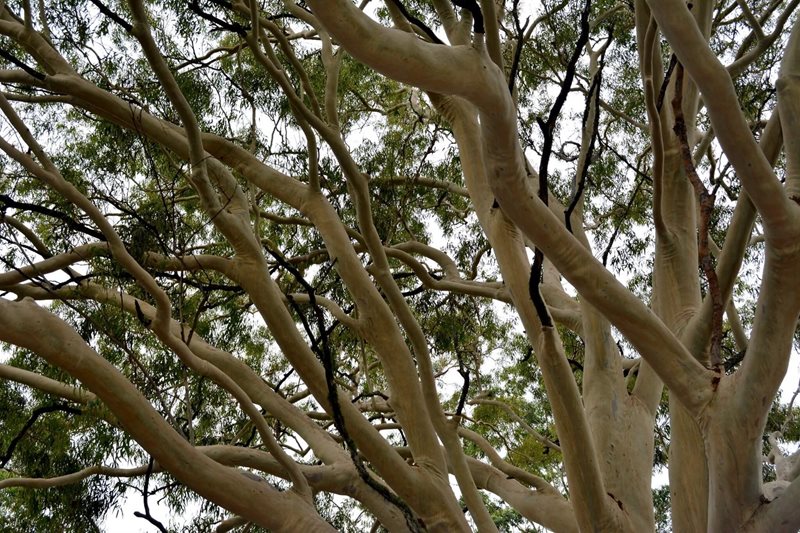 15.	Corymbia citriodora Lemon Scented Gum 