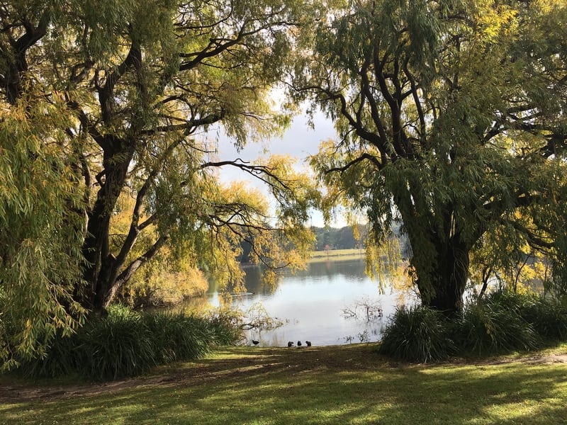 Weeping Willow, Centennial Park