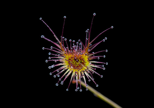 Green carnivorous plant with sticky shiny drops on red spiny leaves leaves. 
