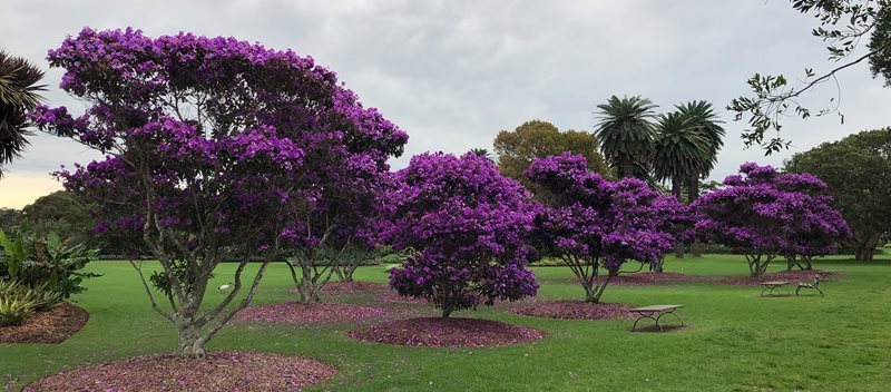 tibouchina, purple glory, centennial park
