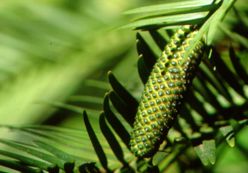 A green male Wollemi pine cone. Elliptical shape with small buds.