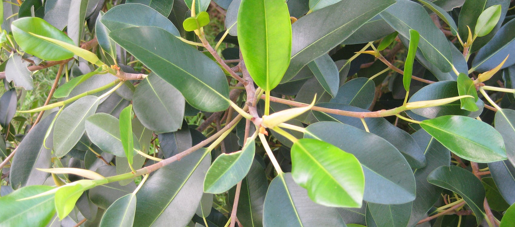 Er deprimeret otte kylling Visit - Centennial Parklands - Trees, shrubs & plants - Moreton Bay Fig -  Centennial Parklands