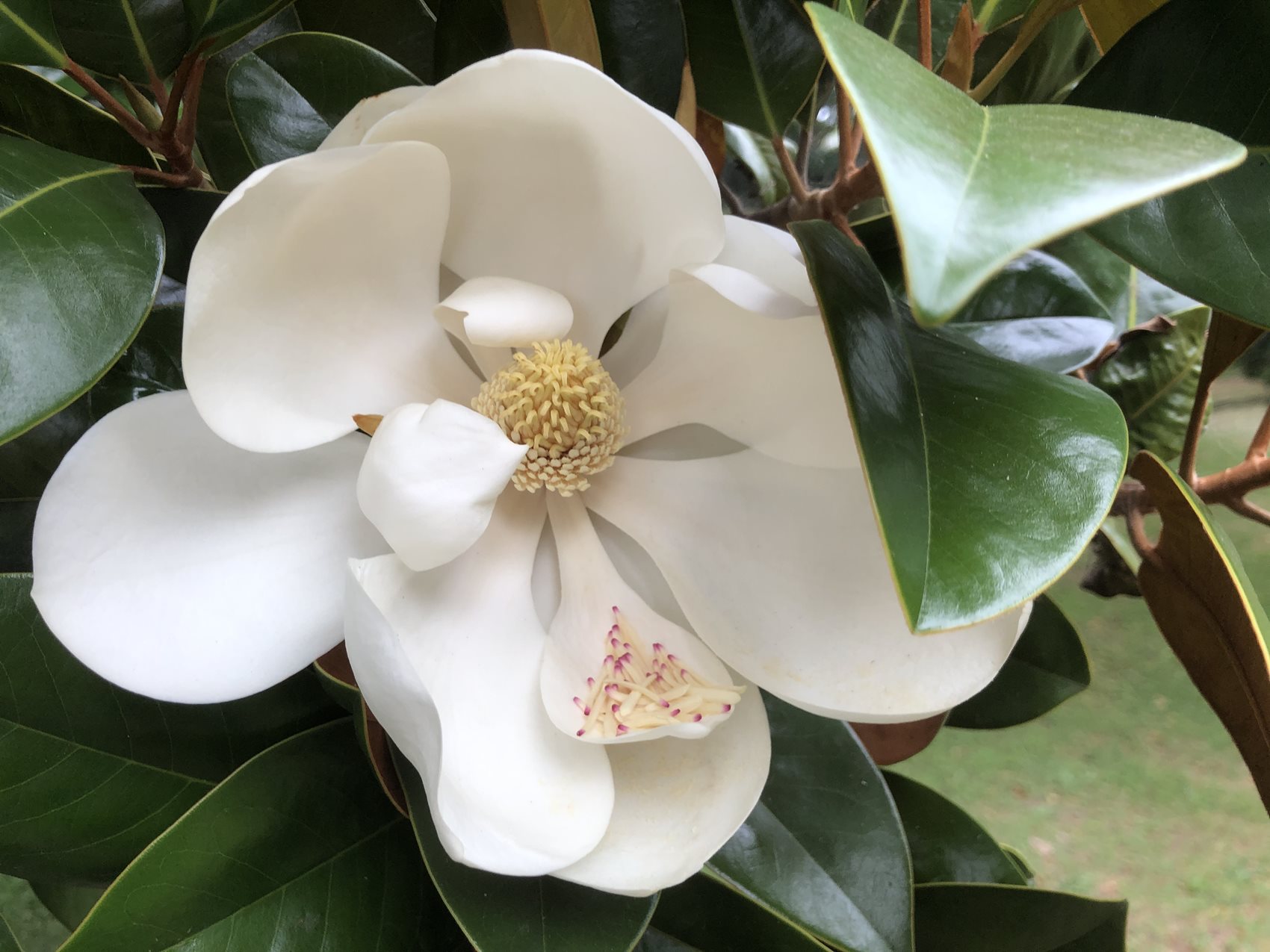 Magnolia