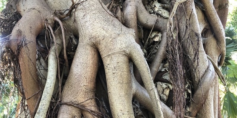 Strangler fig roots