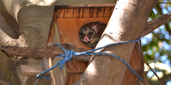 Brushtail Possum in nesting box in tree
