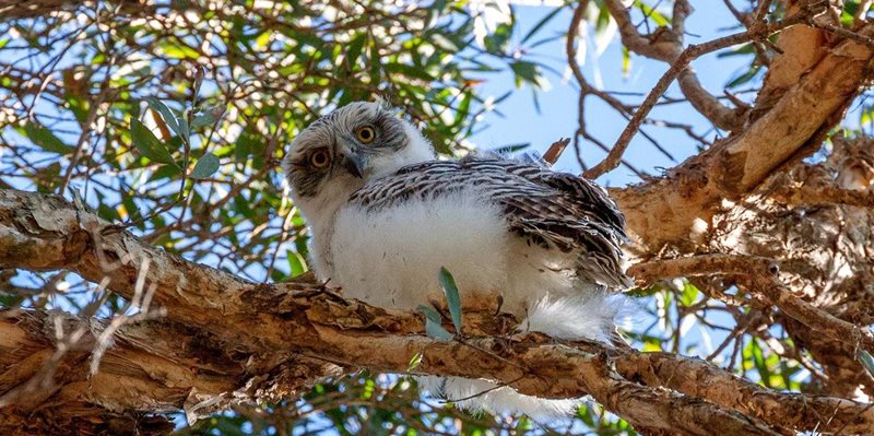 powerful owl owlet baby centennial park