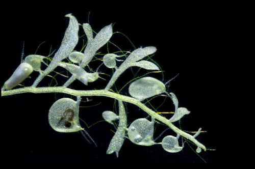 A green grey carnivorous plant with suction bladders.