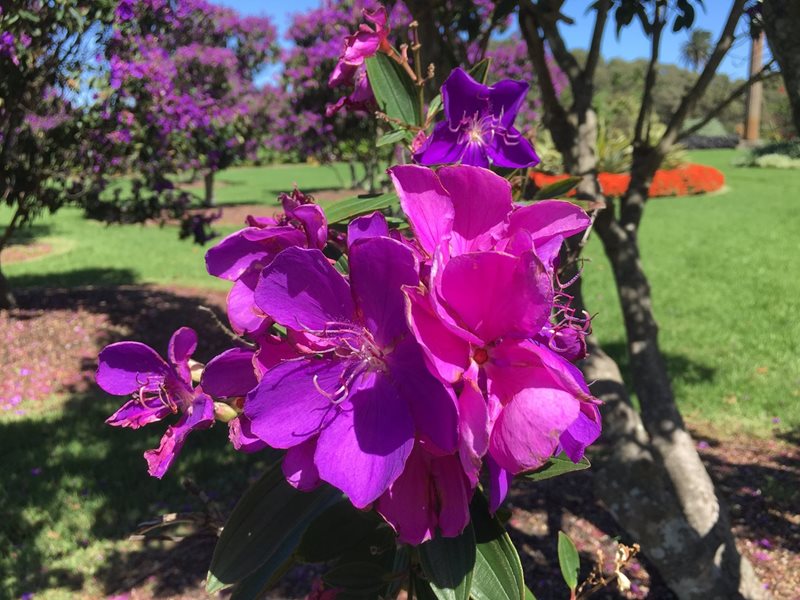 tibouchina, purple glory, sydney, centennial parklands