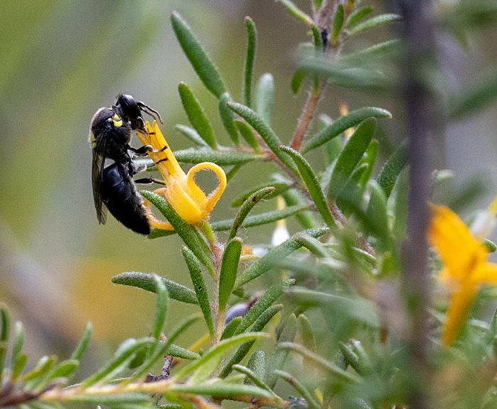 Masked Bee on a Persoonia flower