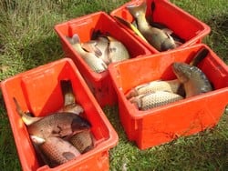 Carp captured in Centennial Parklands' ponds