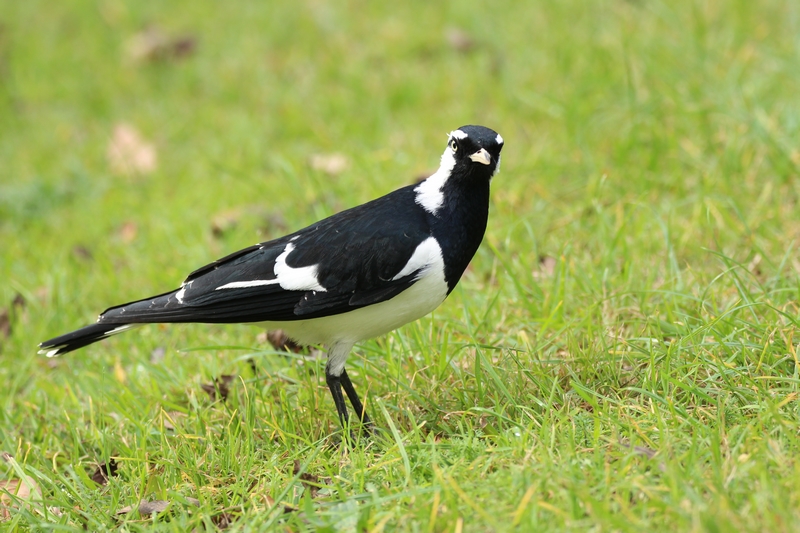 Bird in Sydney's Centennial Park