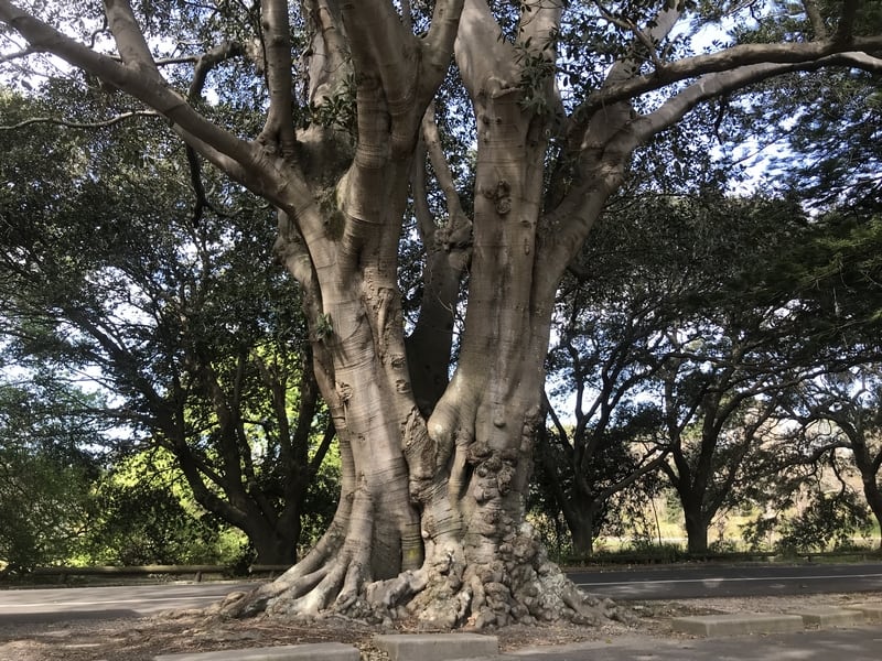 Ficus rubiginosa, Port Jackson fig